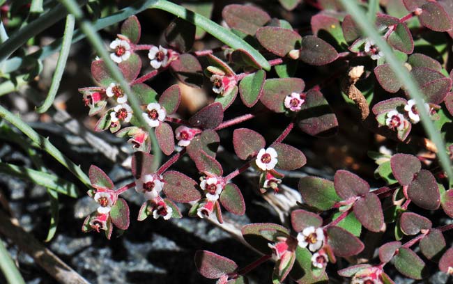 Chamaesyce melanadenia, Red-gland Sandmat